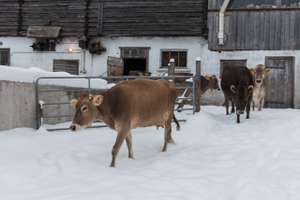 Austrieb im Winter
