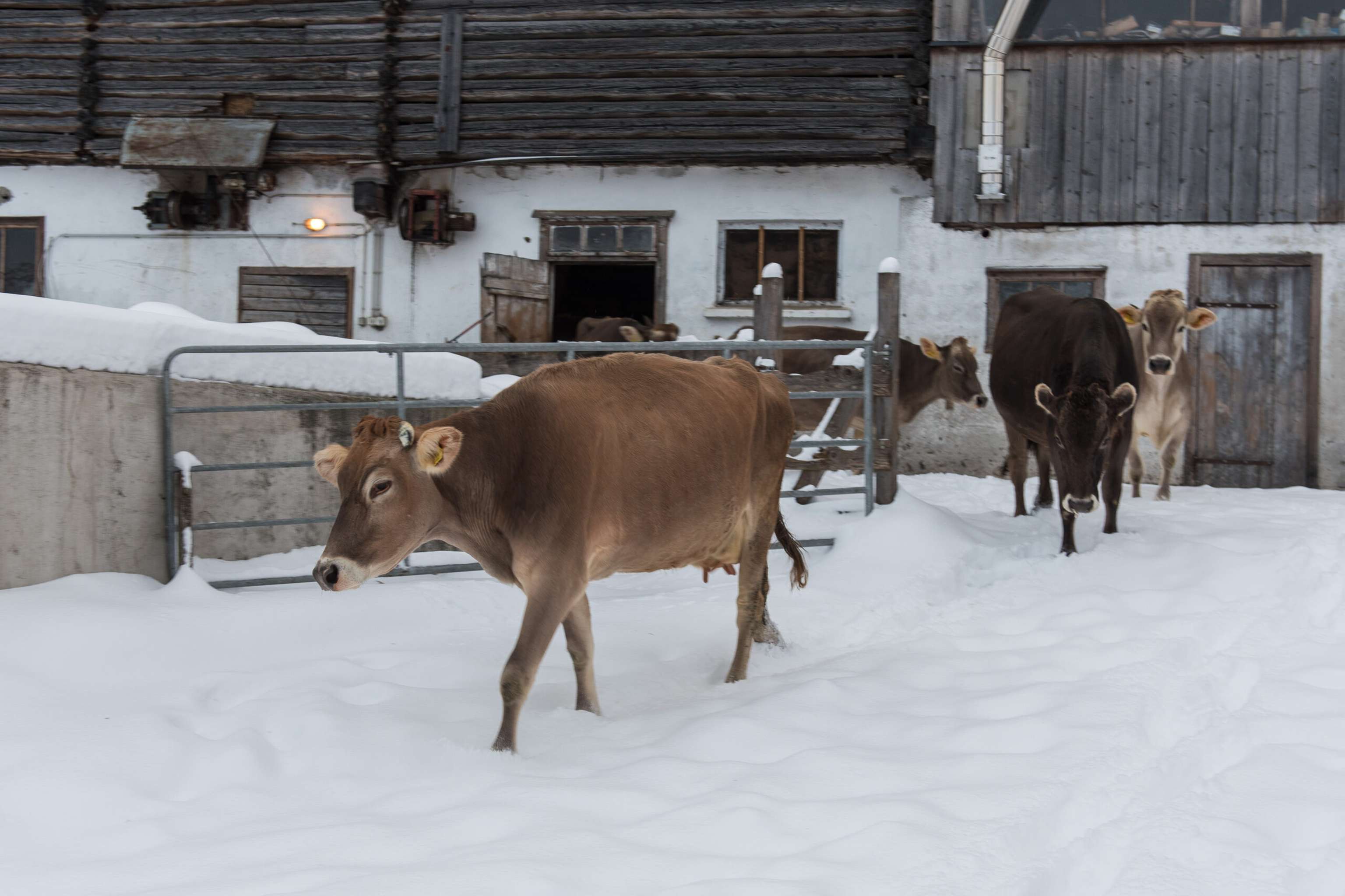 Austrieb im Winter