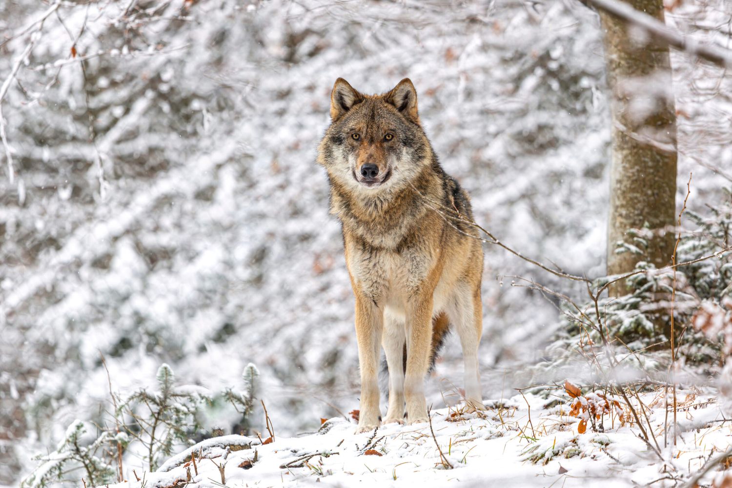 Wolf