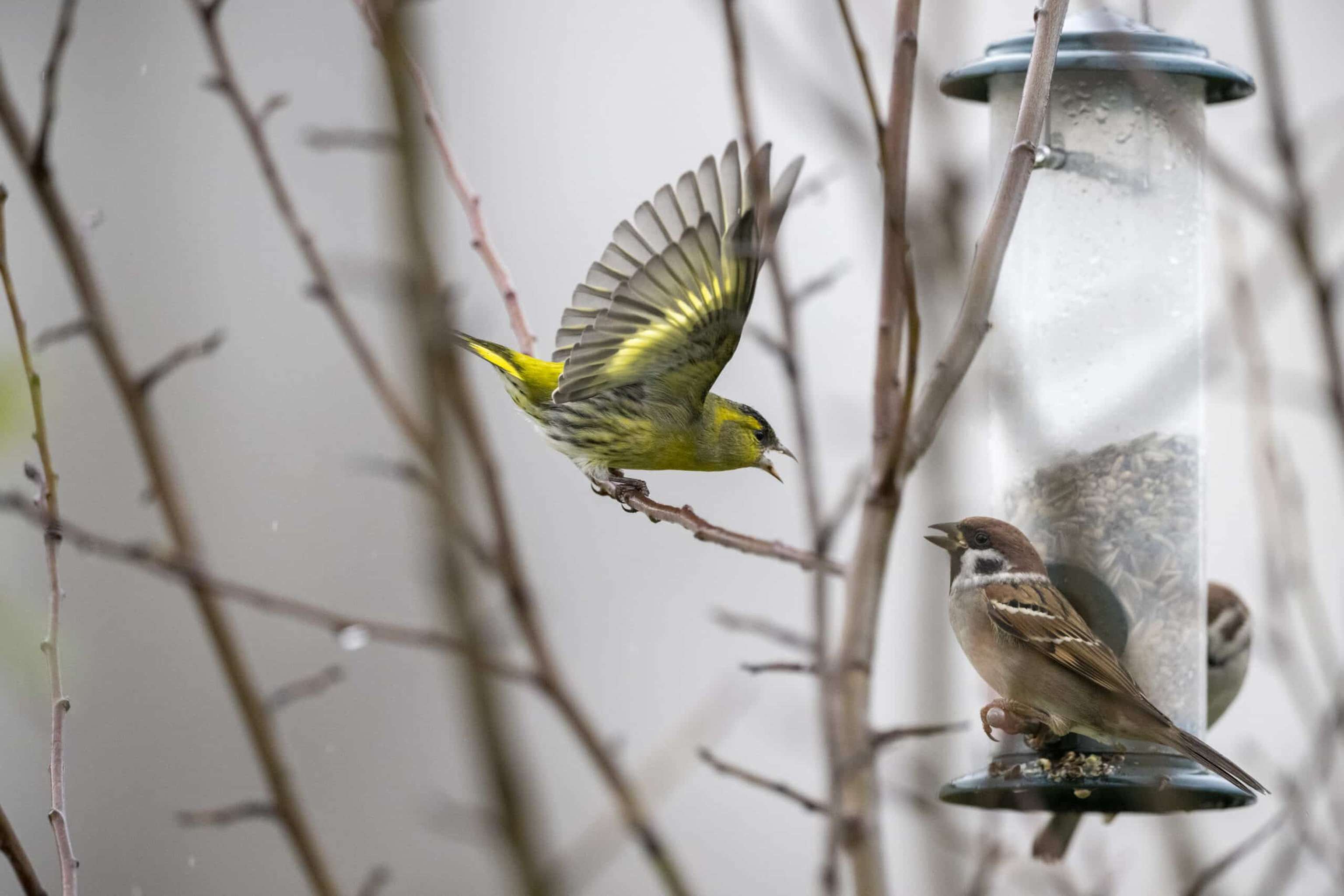Streit am Futterhaus: Feldsperling und Erlenzeisig