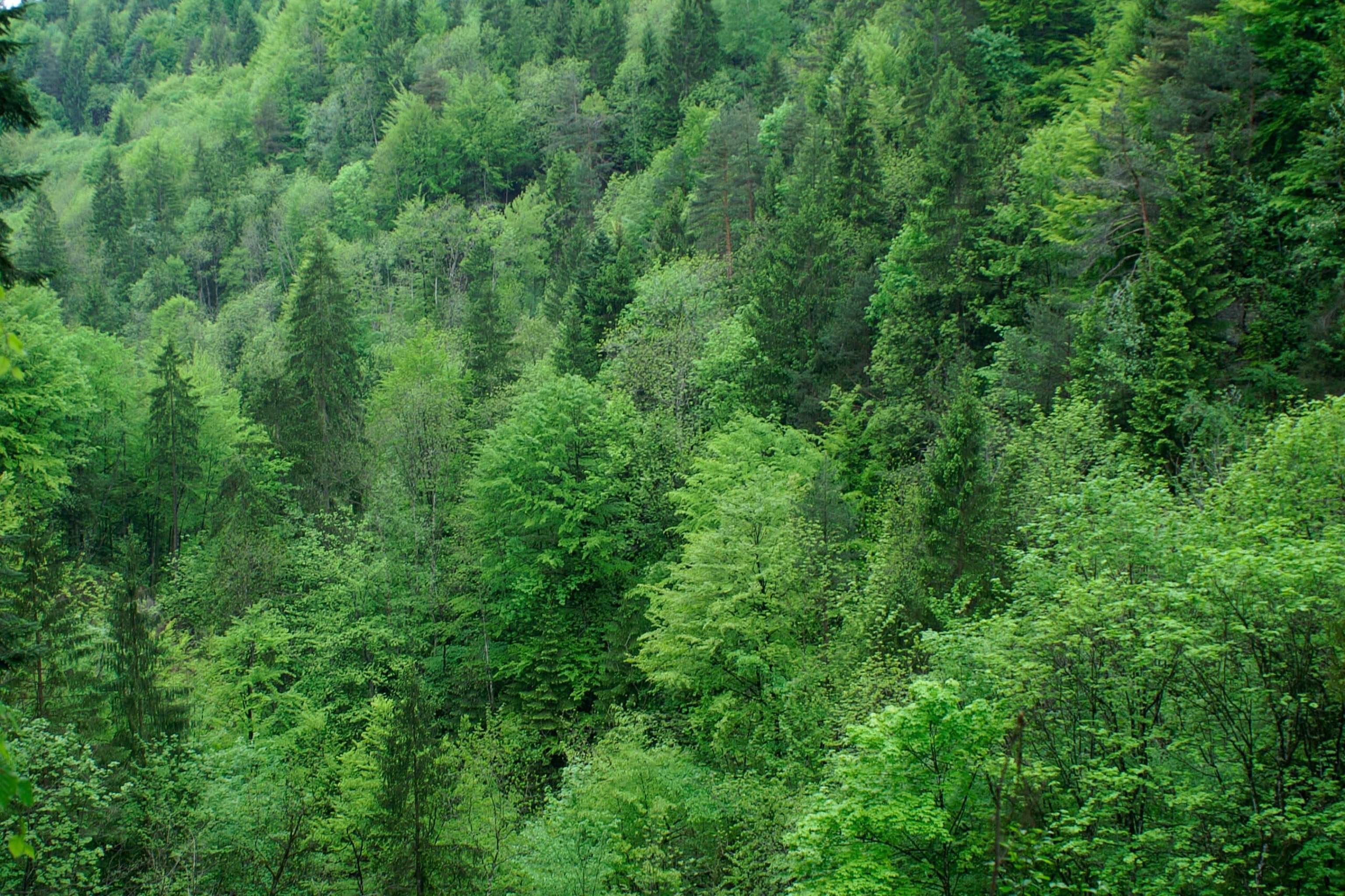 Mischwald