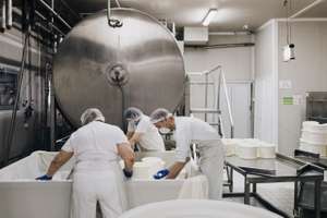 Manual Workers In Cheese And Milk Dairy Production Factory. Trad