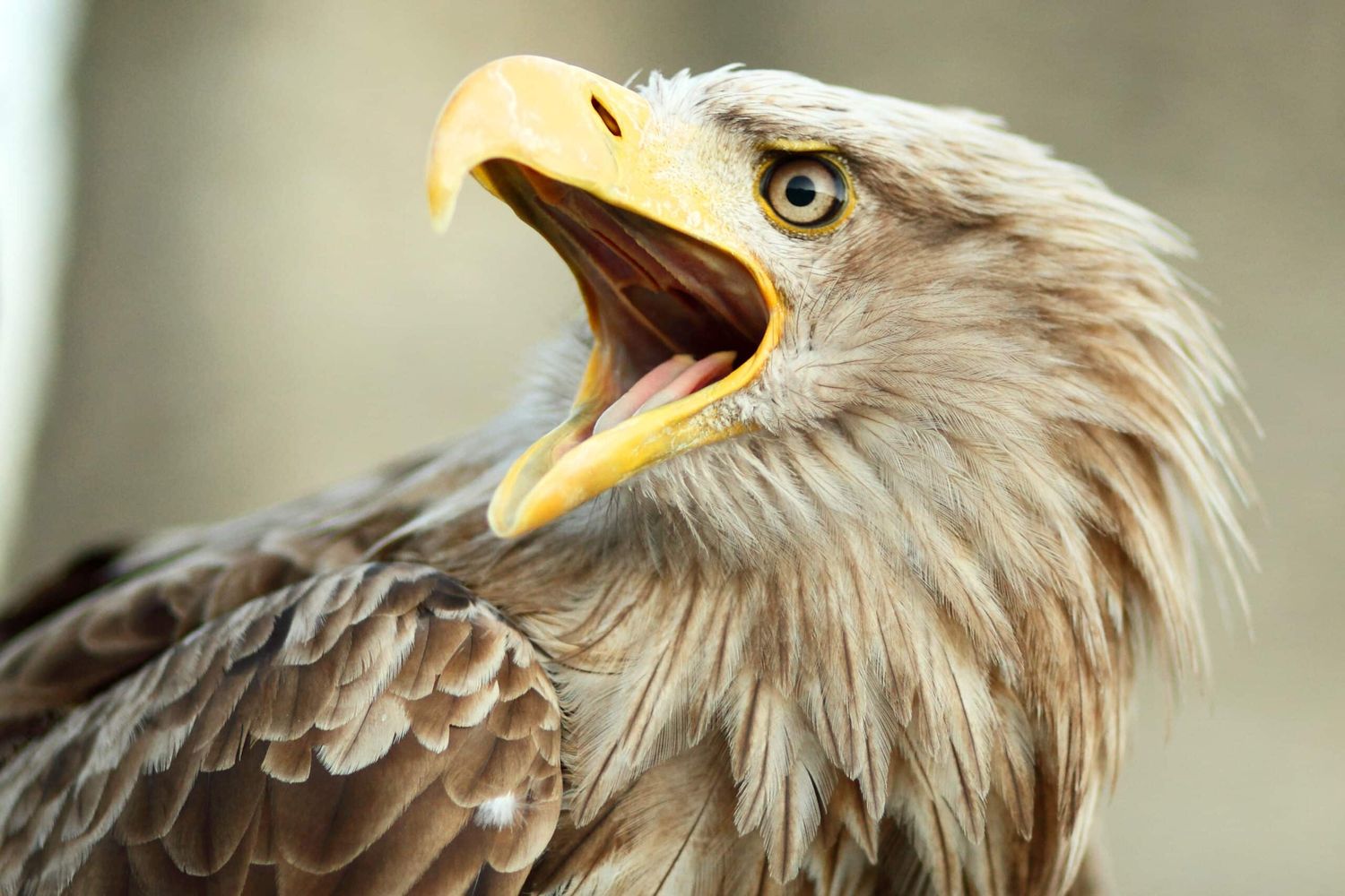 Die Brutsaison der Seeadler startet zwischen Mitte Februar und Mitte März.