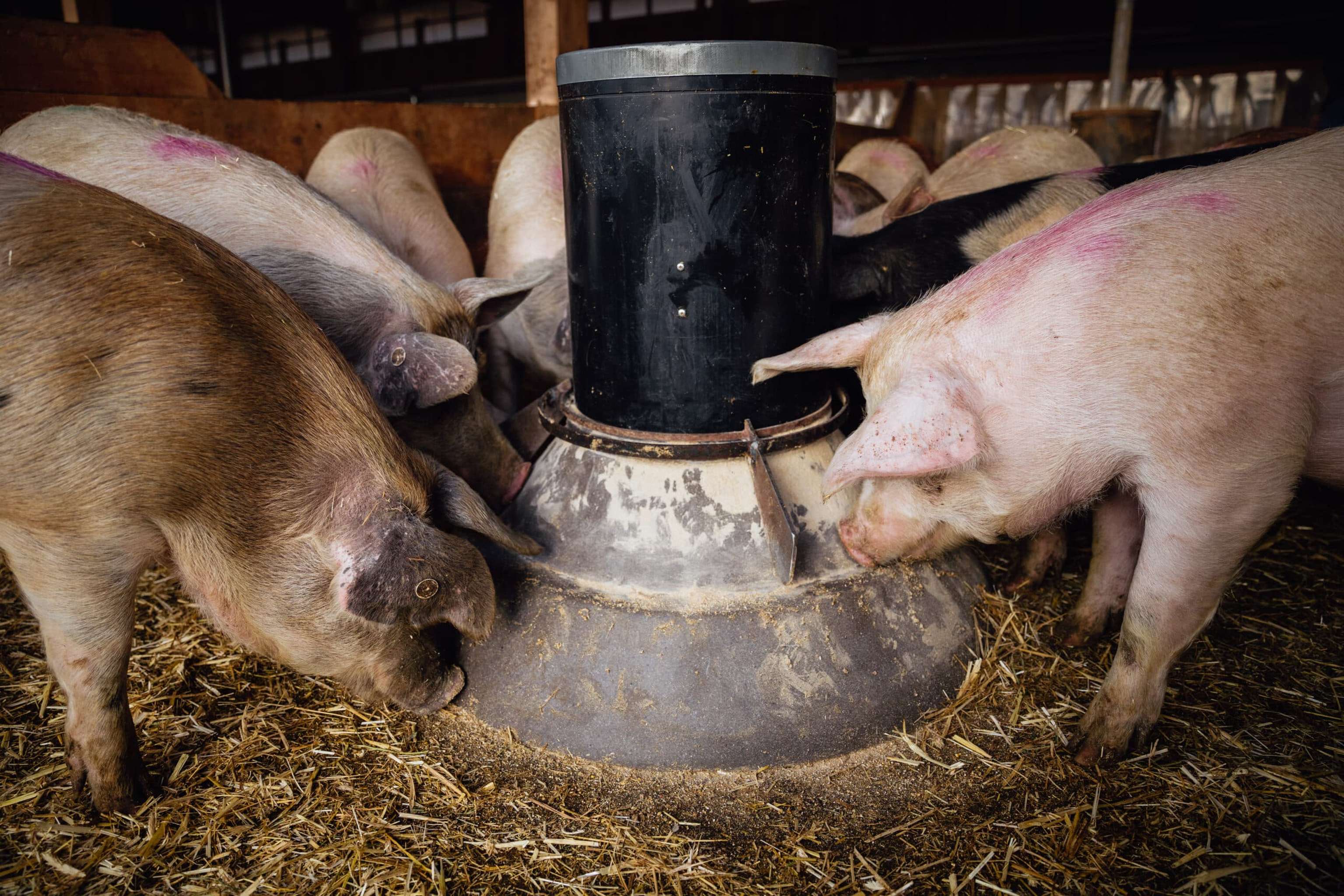 Der neue Fütterungsautomat