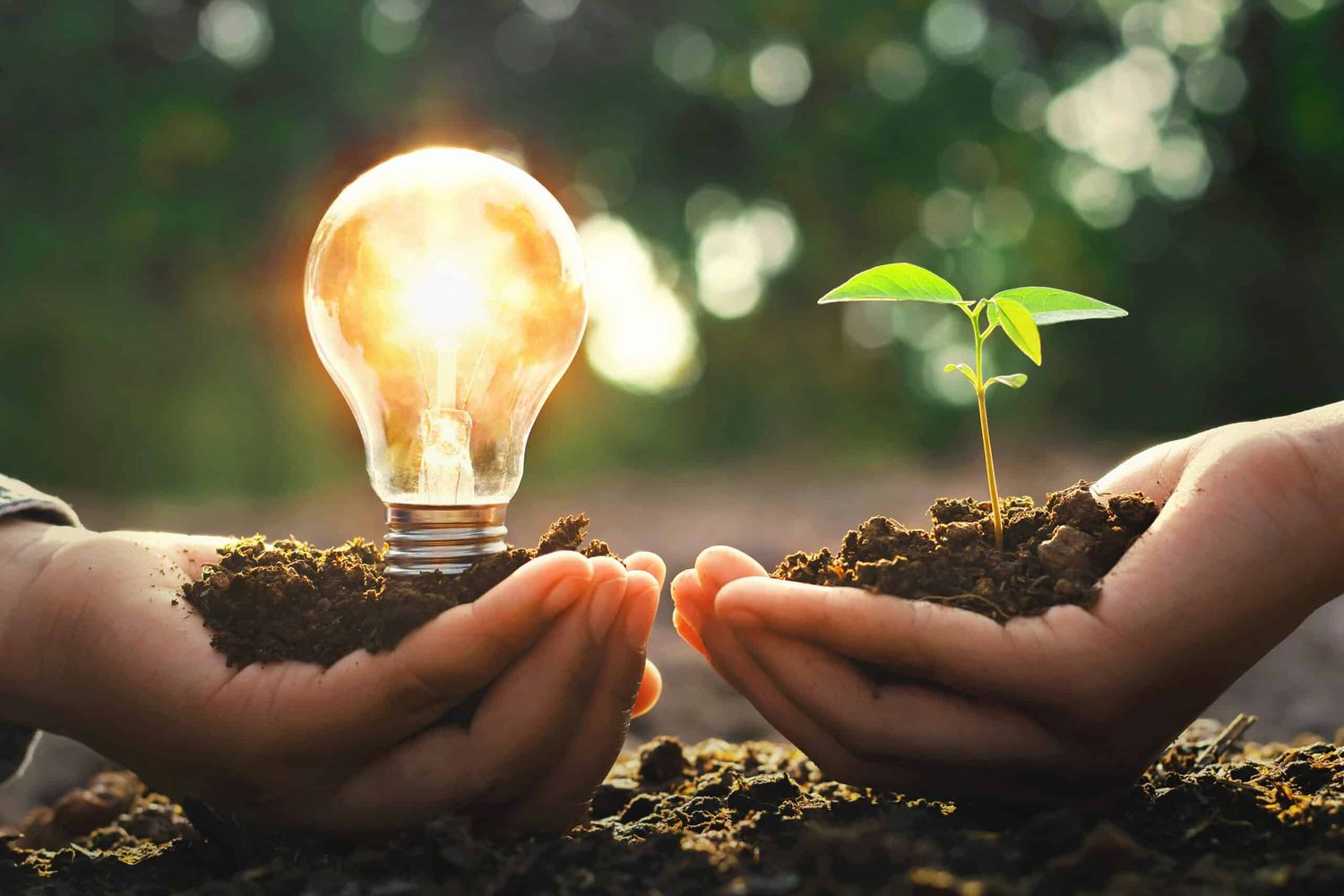 Hand Holding Lightbulb With Small Tree And Sunshine. Concept Ene