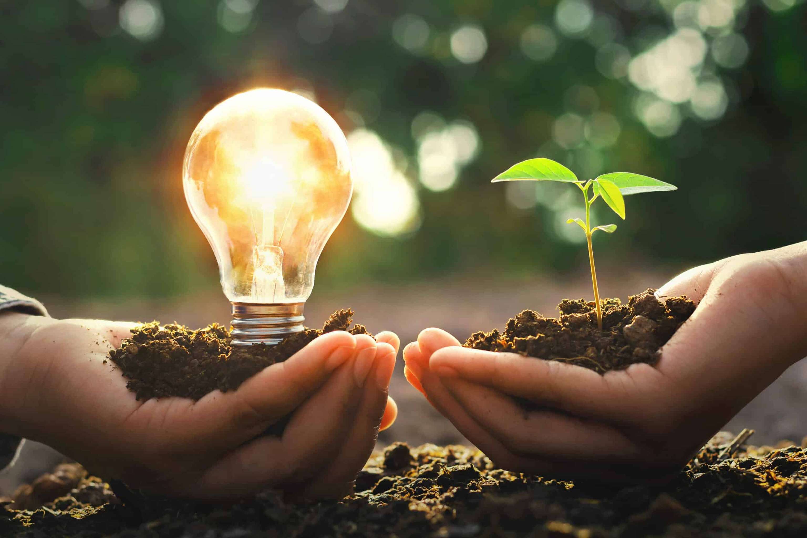 Hand Holding Lightbulb With Small Tree And Sunshine. Concept Ene