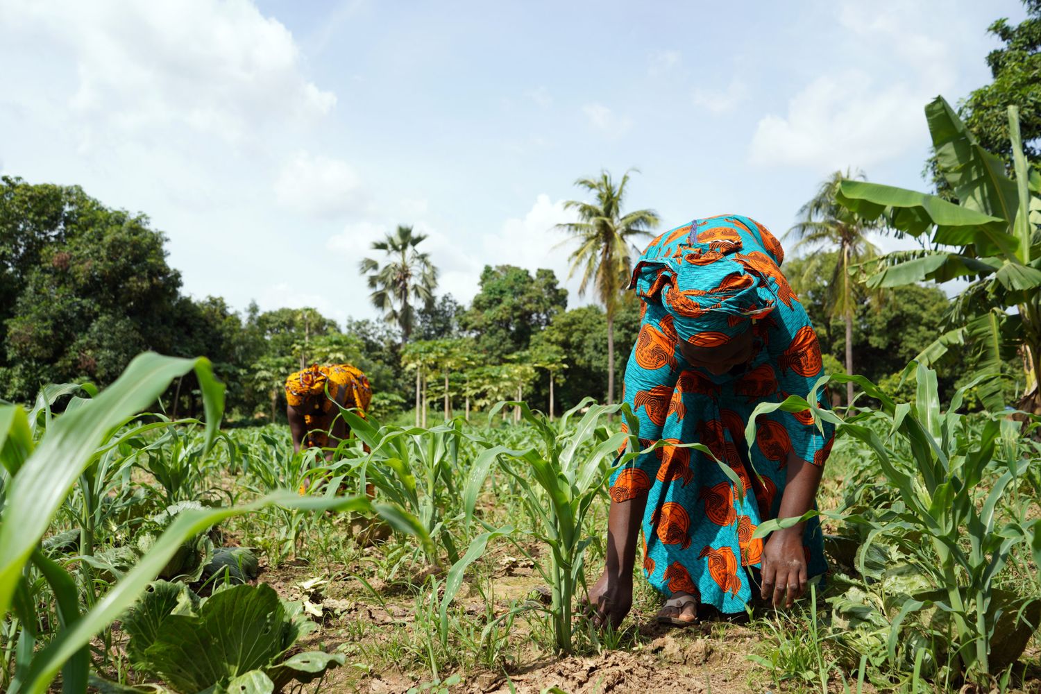 Zwei von drei Afrikanern sind in Land- und Ernährungswirtschaft beschäftigt.