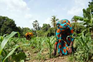 African Women in the fields