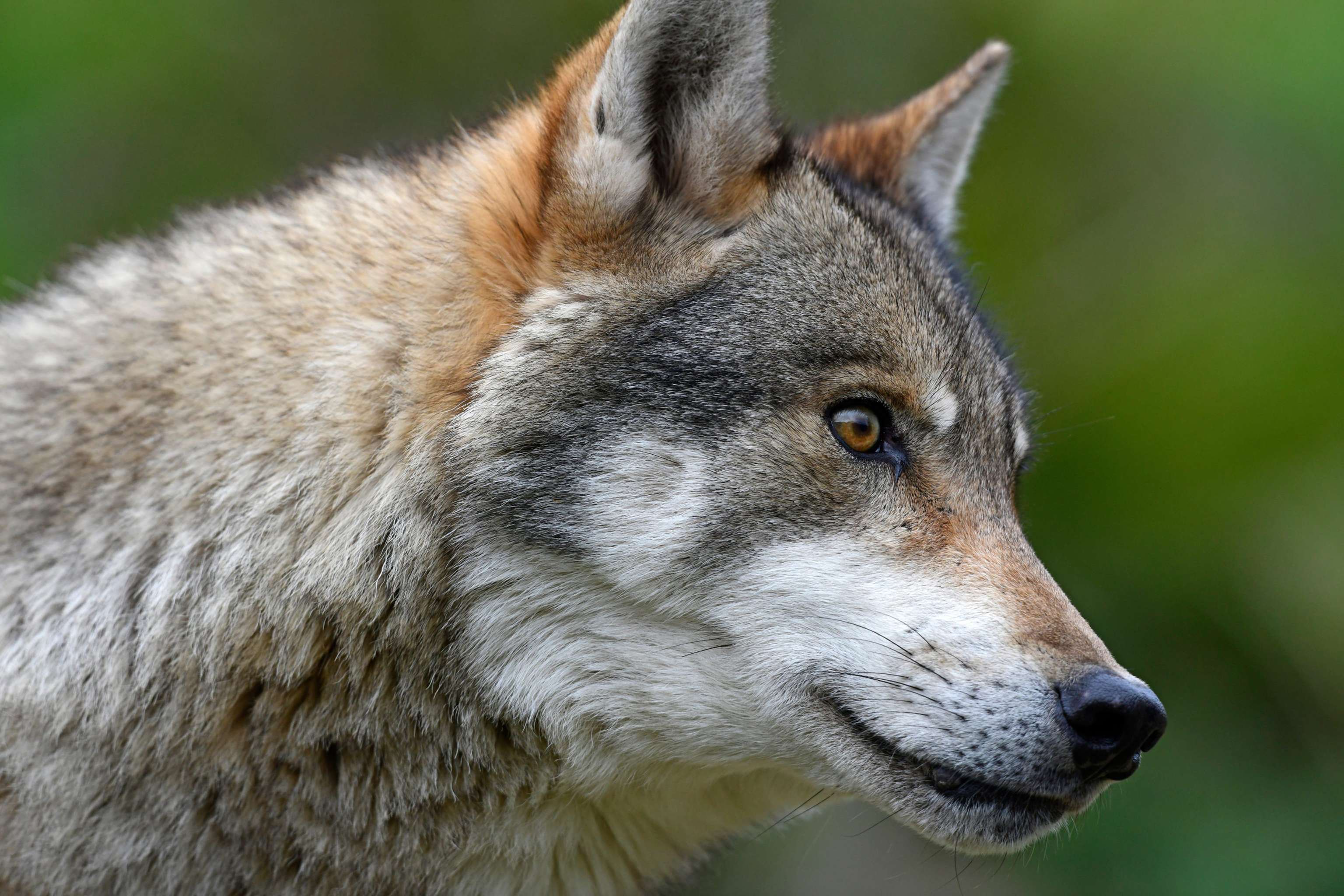 Europäischer Wolf (Canis Lupus Lupus) Gray Wolf