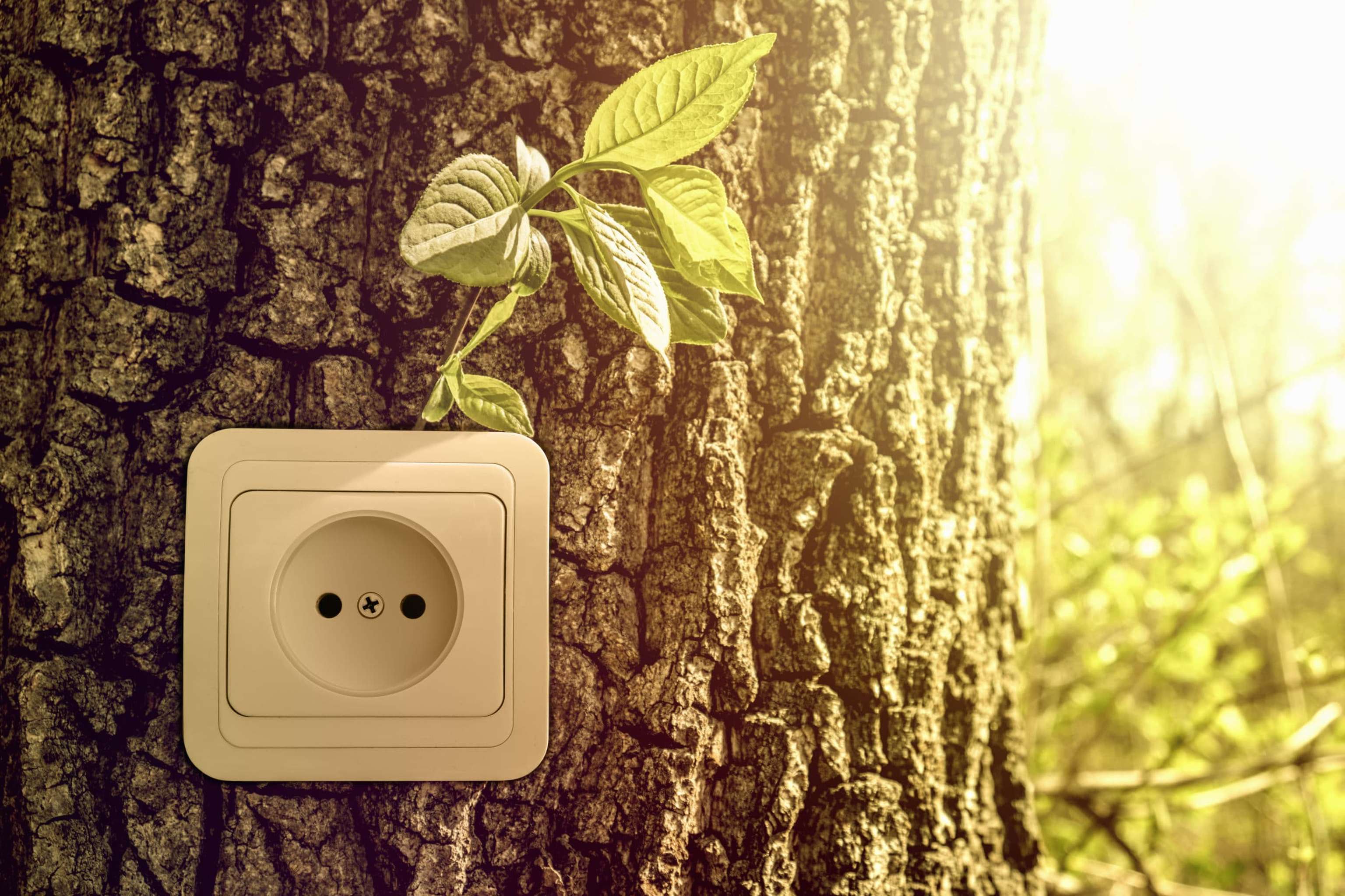 Green Energy Concept, Power Socket In Tree Trunk