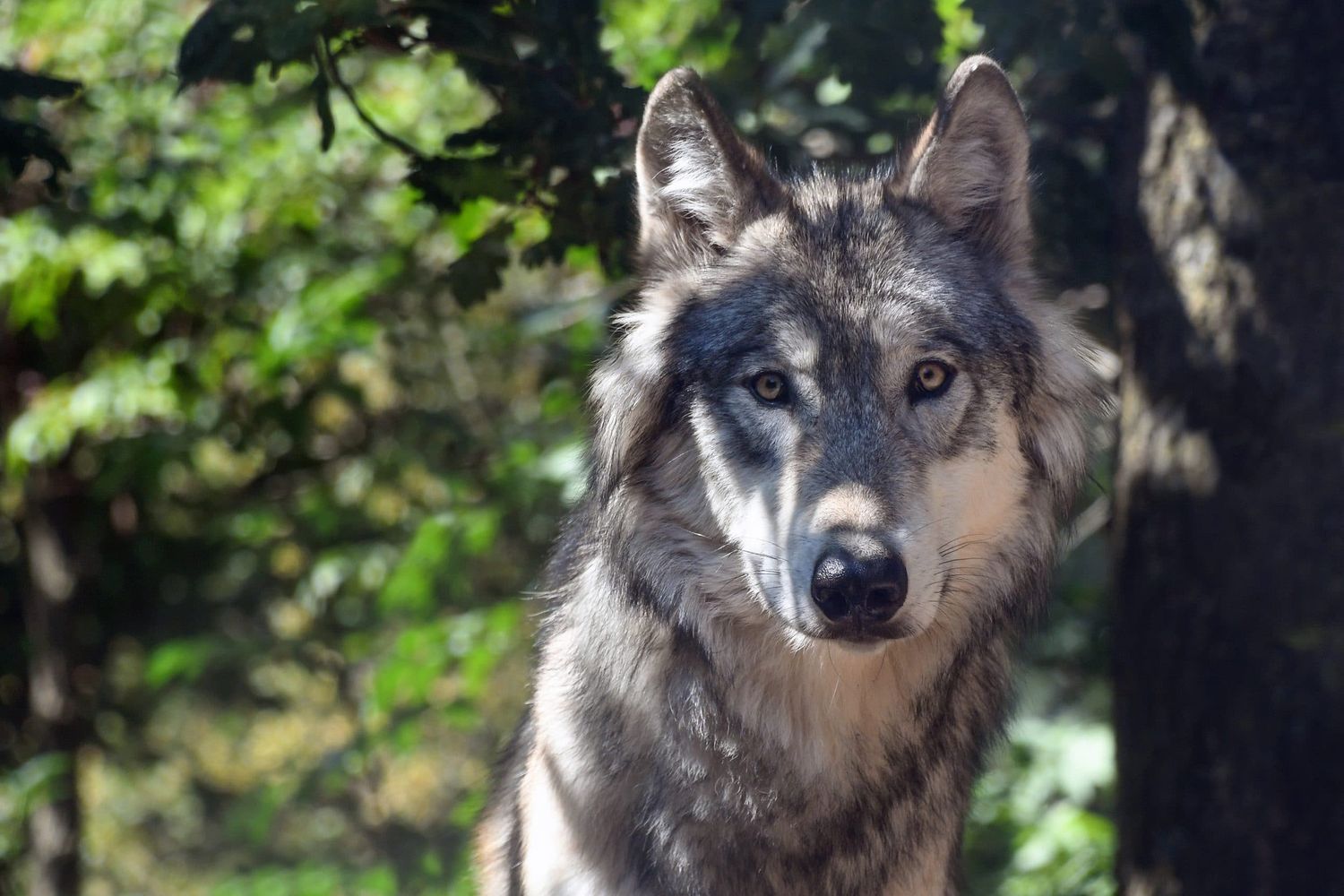 Wolf 3280842