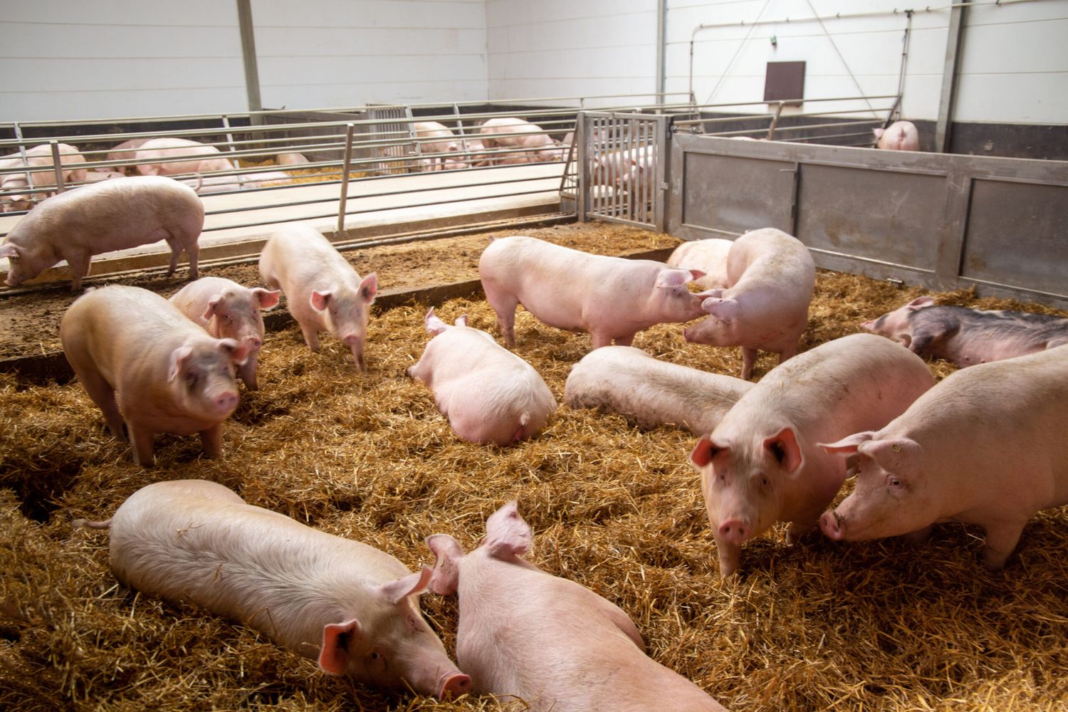 Artgerechte Schweinehaltung Mit Haltung In Stabilen Stallgruppen