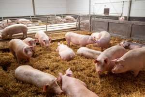 Artgerechte Schweinehaltung Mit Haltung In Stabilen Stallgruppen