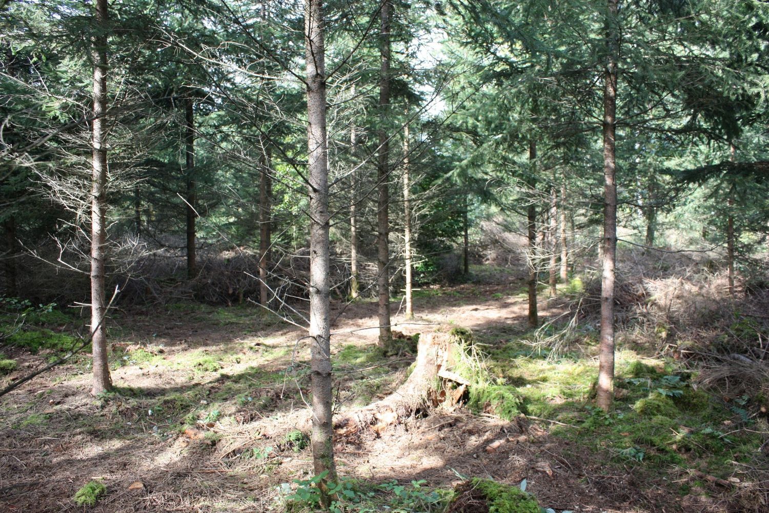 Stammzahlreduktion Castell