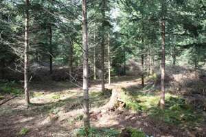 Stammzahlreduktion Castell