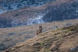 Wolf in den Alpen