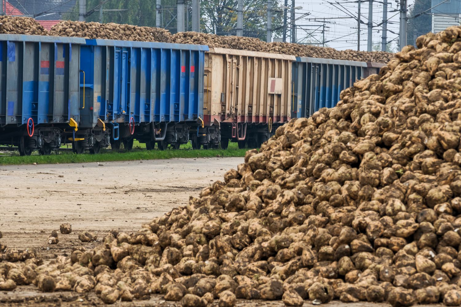 Rübentransport auf Schiene