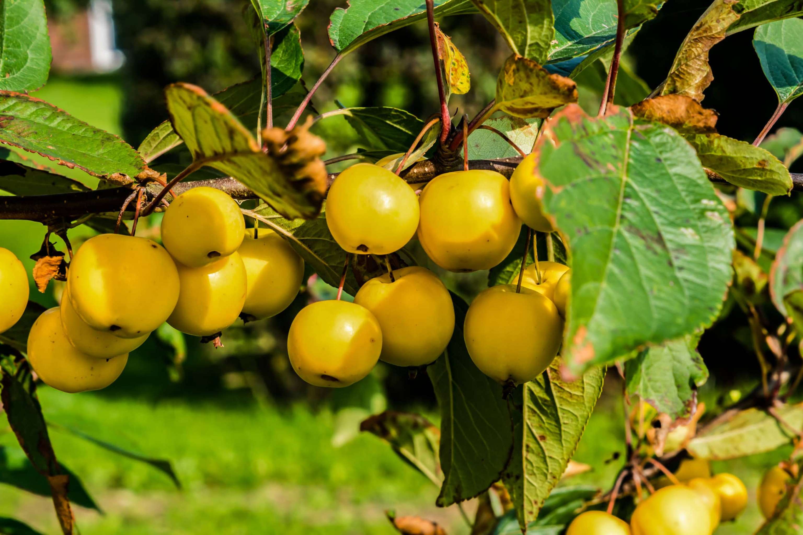 Zierapfel, Wildapfel Mit Gelben Äpfeln