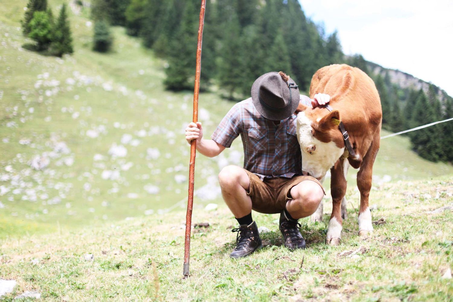 Hirte Mit Kühen