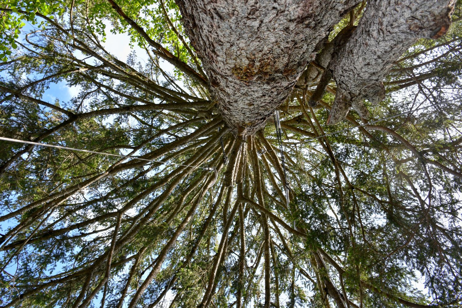 Wald in Österreich