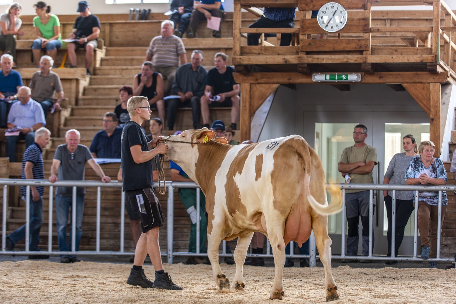 Erstlingskühe wechselten im Ring für durchschnittlich 2.374 Euro den Besitzer.