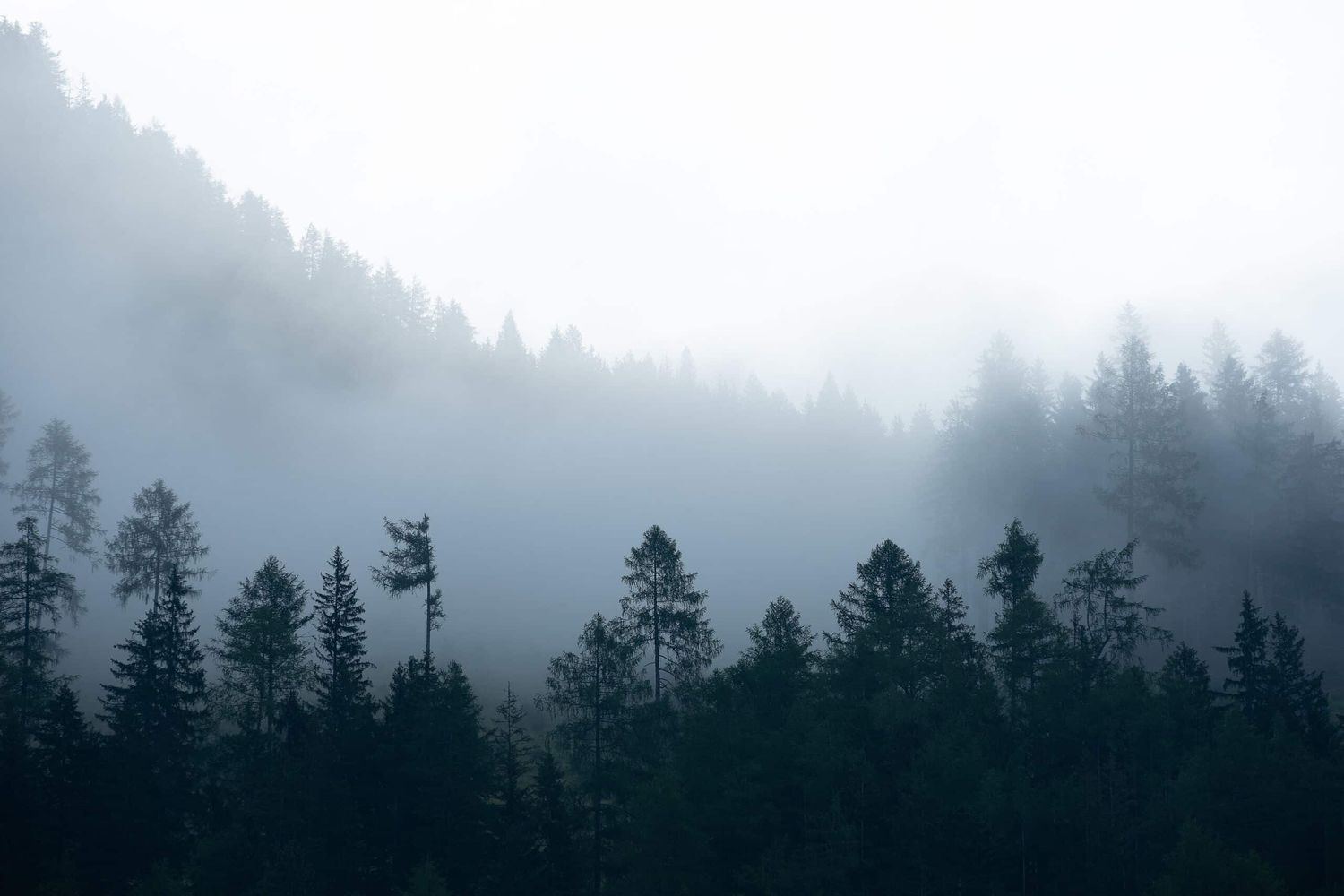 Wald