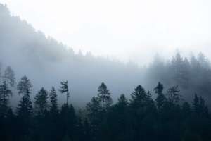 Wald