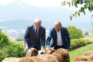 Das Tiroler Wolfsmanagement soll dem Schutz der Almtiere und der Almwirtschaft dienen.