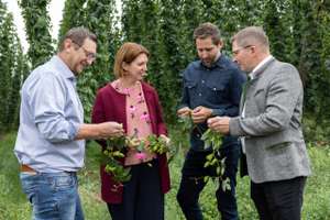 Hopfen
