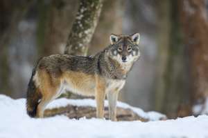 Gray Wolf In The Winter Forest. Wolf In The Nature Habitat