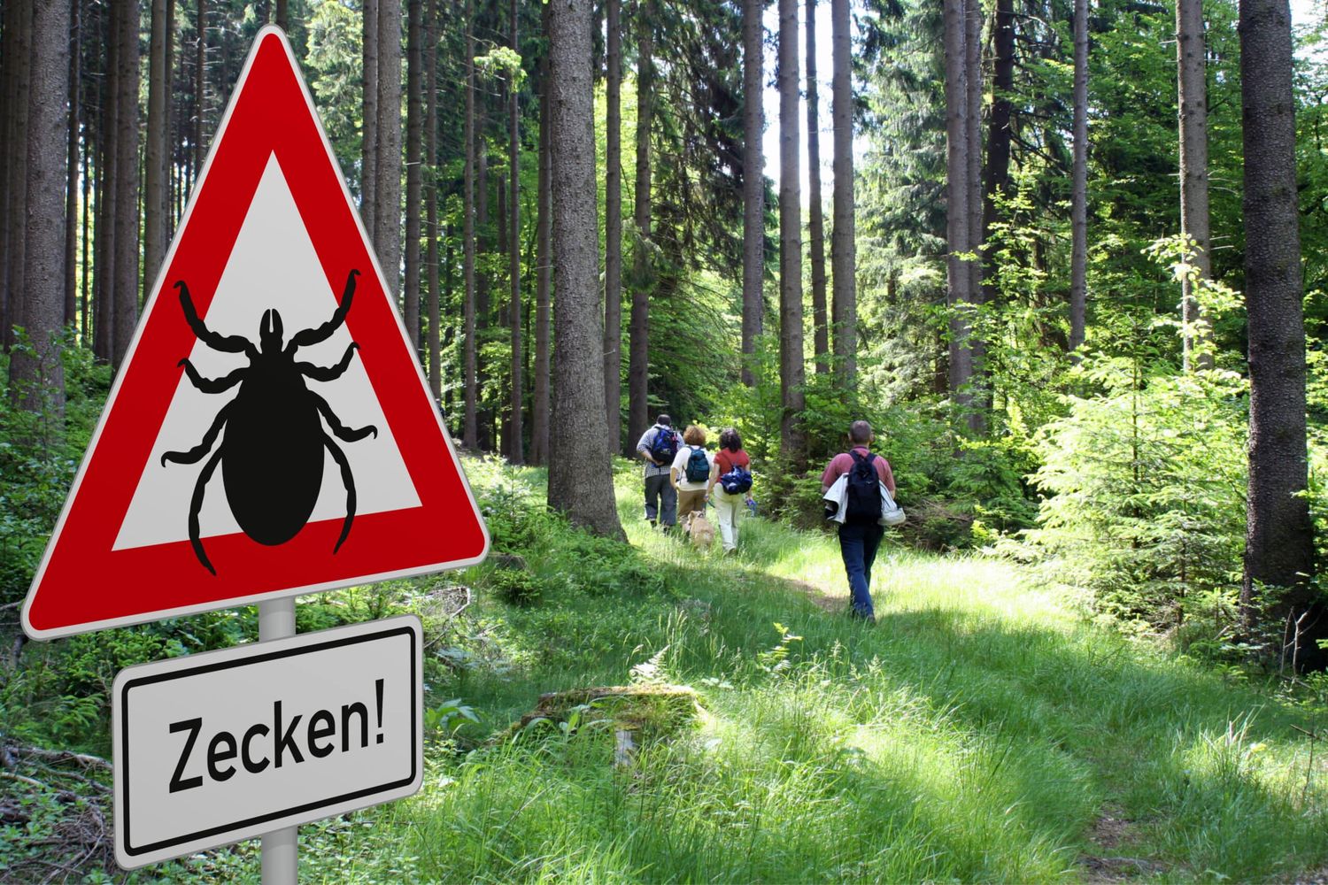 Zeckengefahr Im Wald