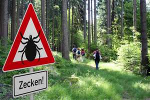 Zeckengefahr Im Wald