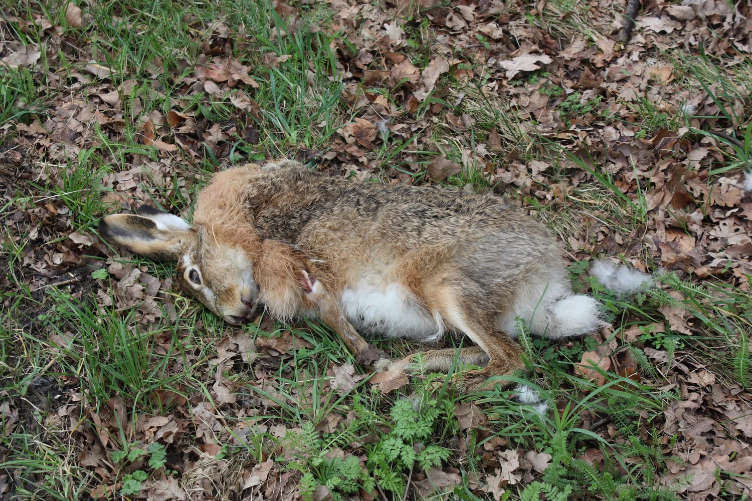 Ein verendeter Feldhase wurde in St. Andrä positiv auf das Brucellose- Bakterium getestet. Vorsicht ist geboten. Derselbe Bakterienstamm kann auch Menschen, Haus- und Wildschweine befallen.