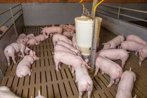Mastschweine