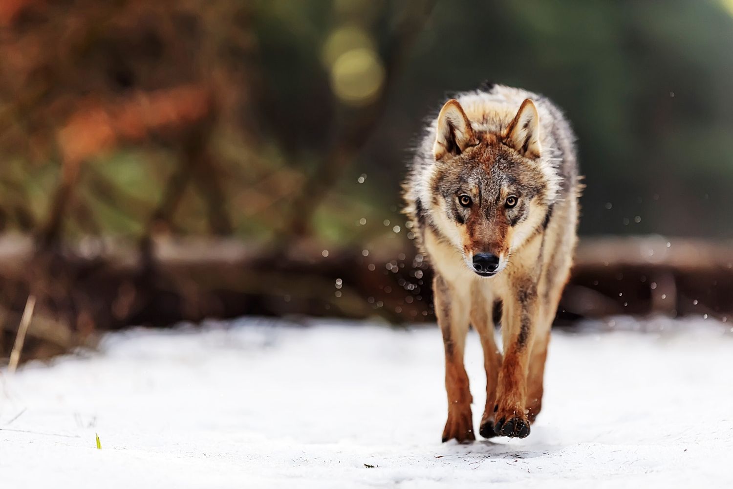 Male Eurasian Wolf (Canis Lupus Lupus) Walking Through The Woods