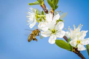 Bee 2237184