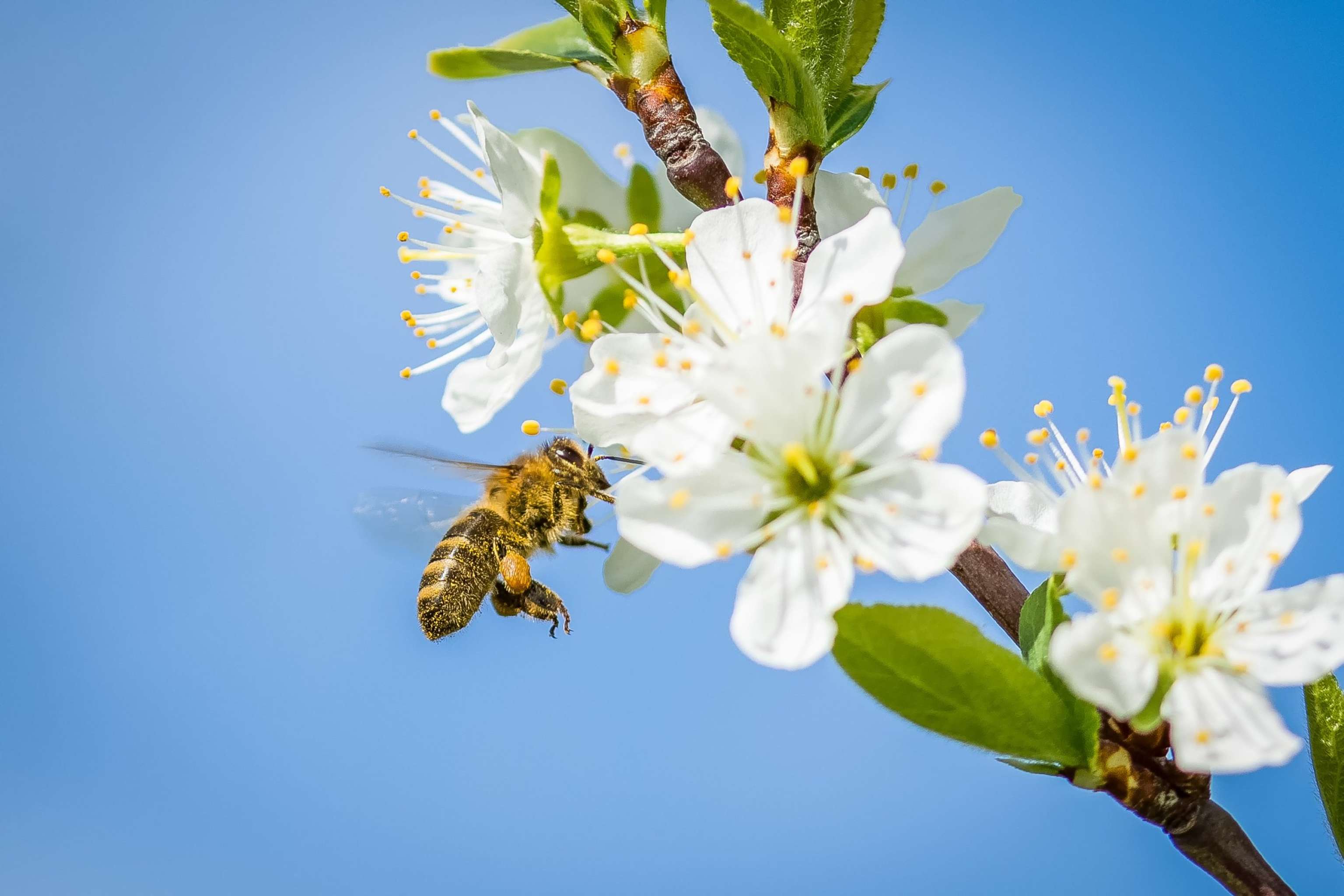 Bee 2237184