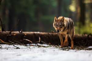 Die Wolfsproblematik steht nächste Woche erstmals auf der Tagesordnung der Plenarsitzung im EU-Parlament.