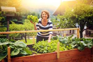 Frau Erntet Salat Vom Eigenen Hochbeet/gardening 17