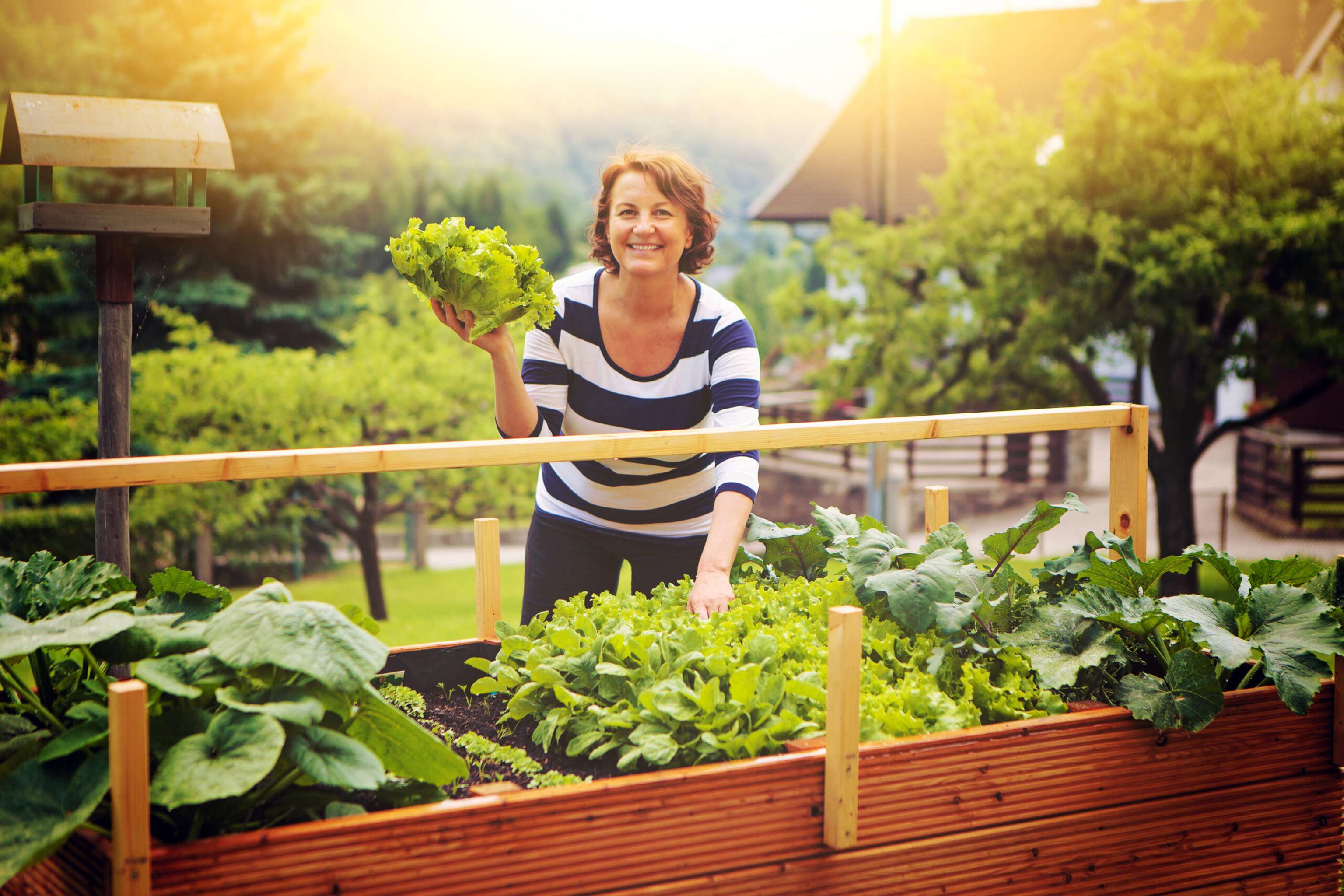 Frau Erntet Salat Vom Eigenen Hochbeet/gardening 17