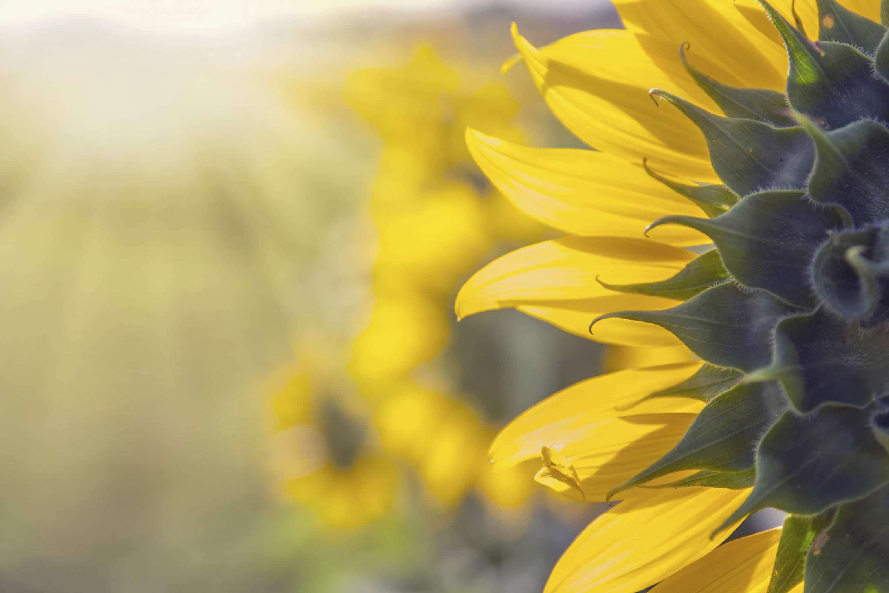Sonnenblumen Feld
