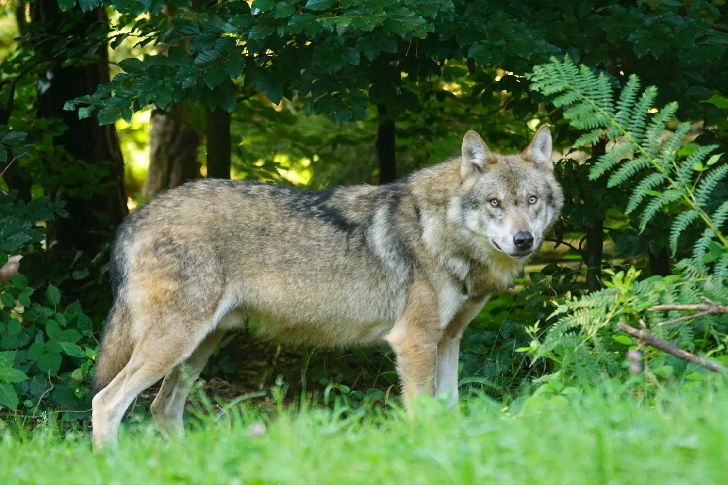 Wolf 1583200