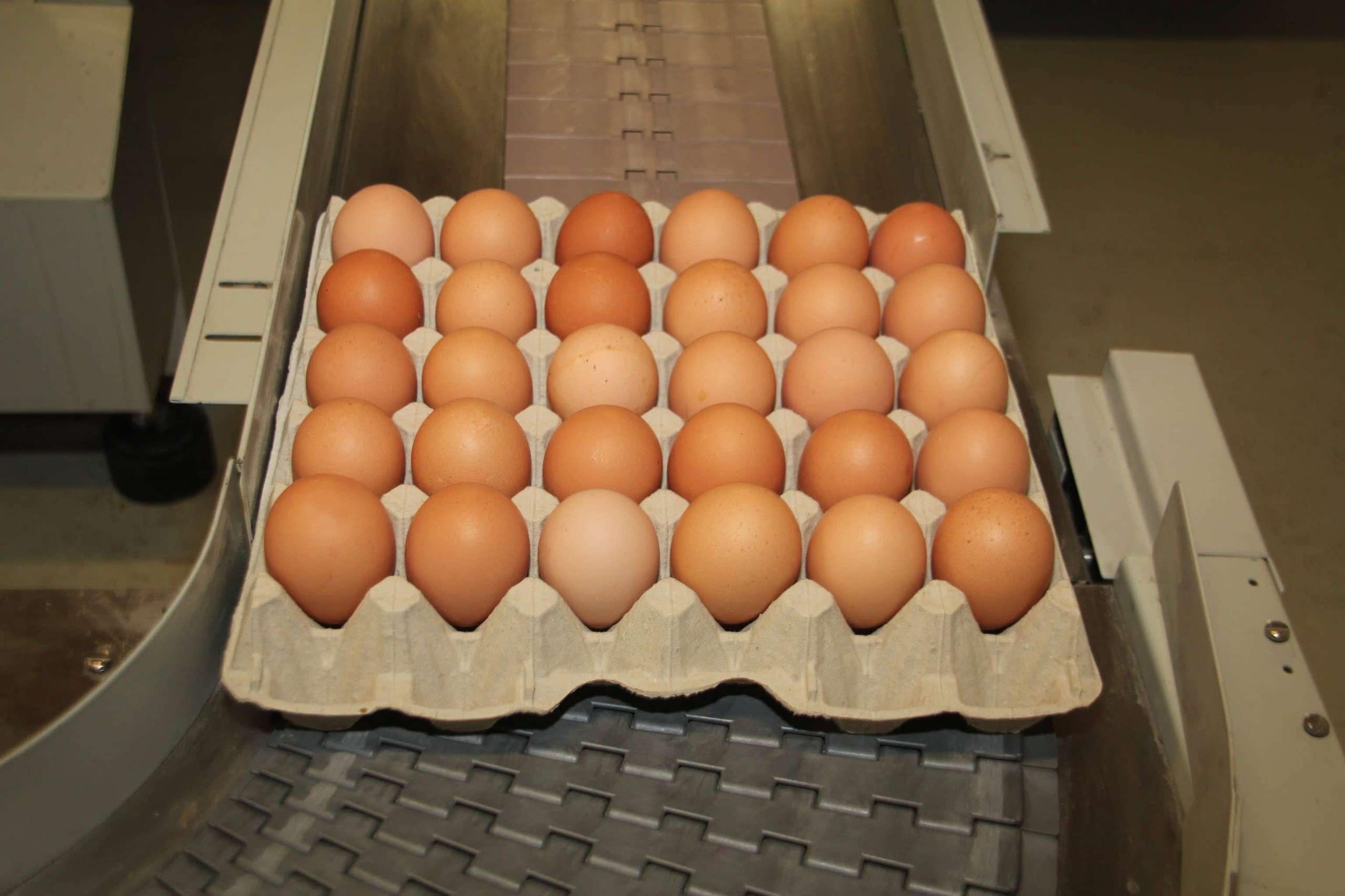 Eier Sortieren J 5 ID59119