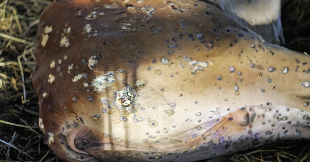 Glatzflechte Rind Lumpy Skin Disease: Was Bauern jetzt wissen müssen | Bauernzeitung
