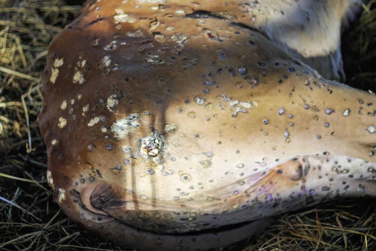 Das Virus verursacht bei Rindern schmerzhafte Knoten in der Haut. Die Tiere reagieren mit Fieber und Fressunlust.