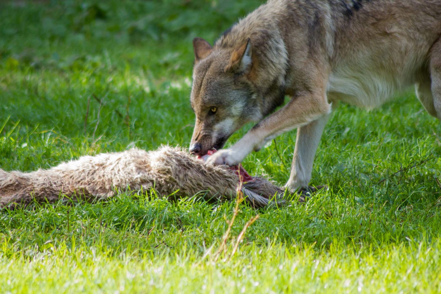Jagender Wolf