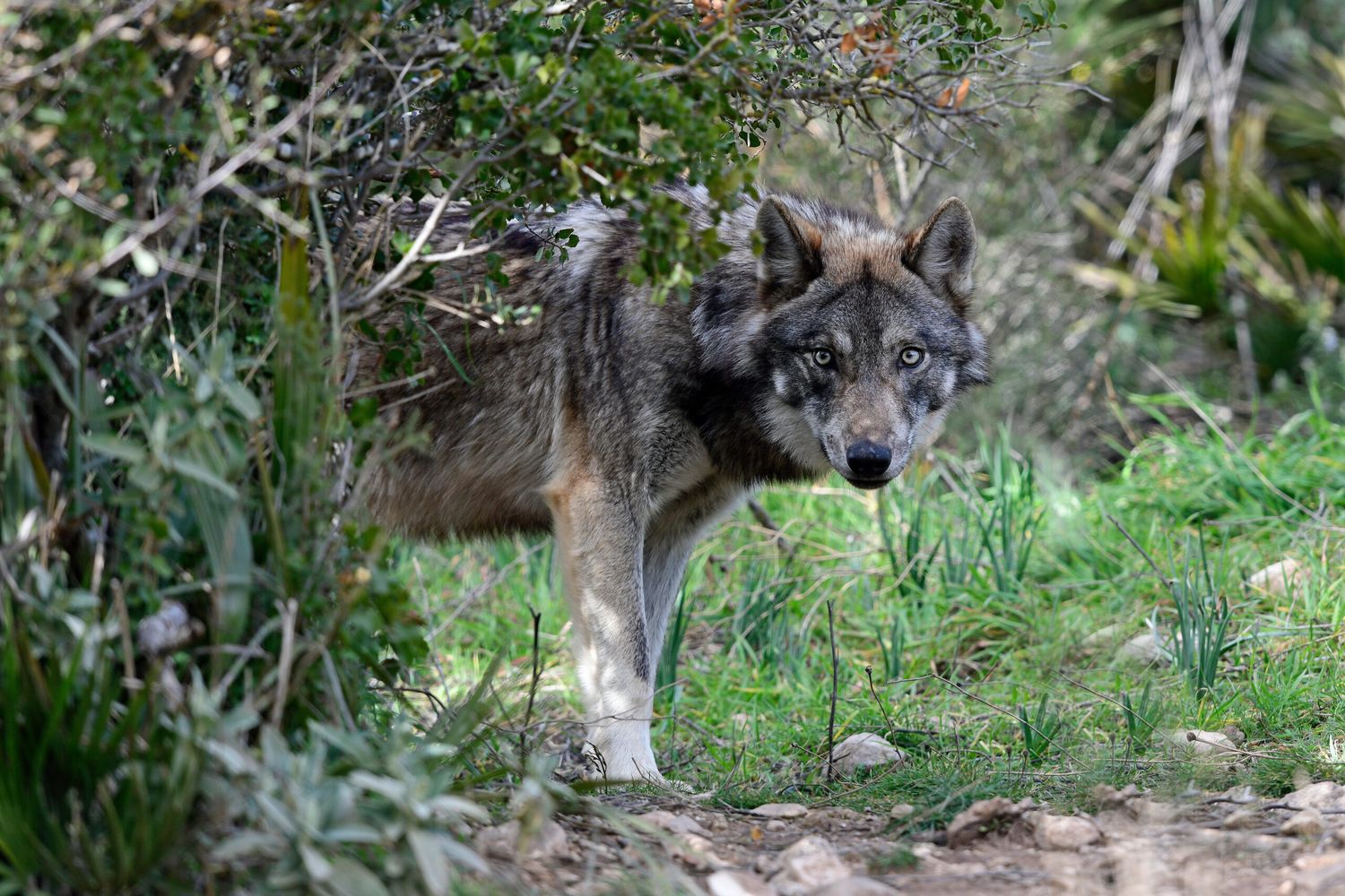 Wolf