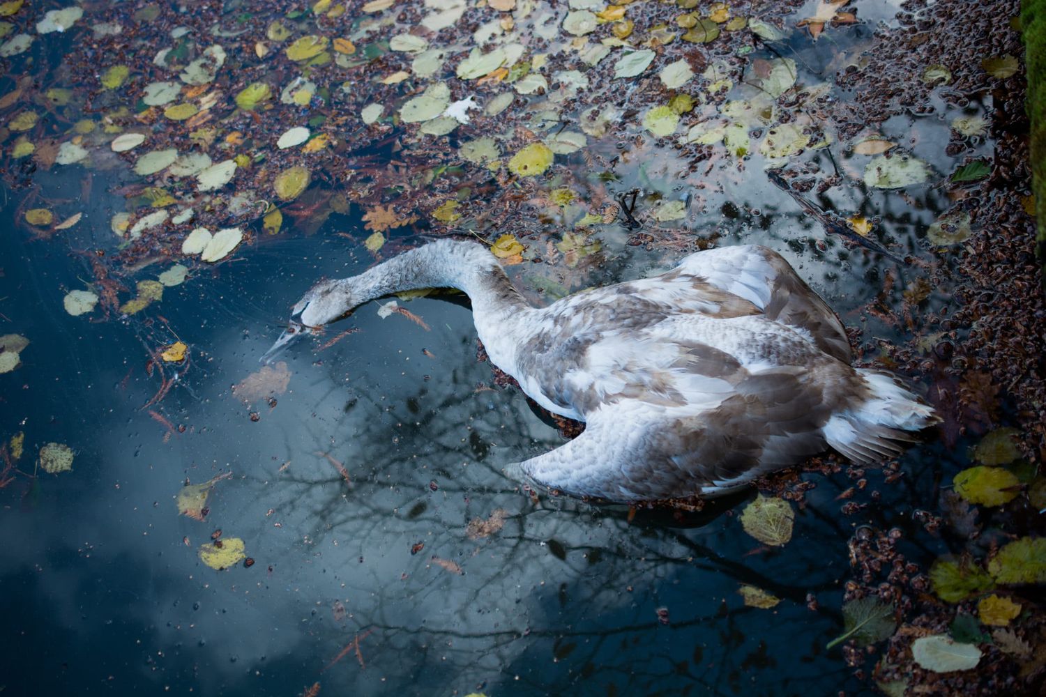 Dead Swan In The Water