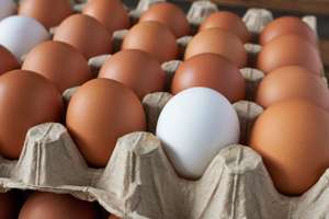 Eier