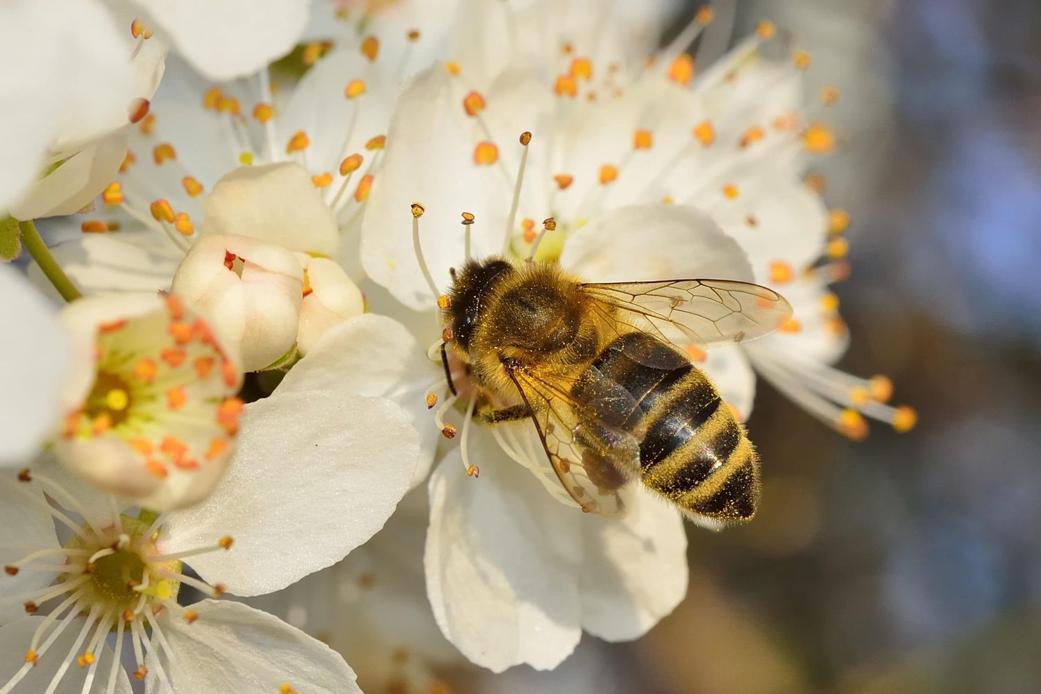 Biene Beim Pollen Sammeln